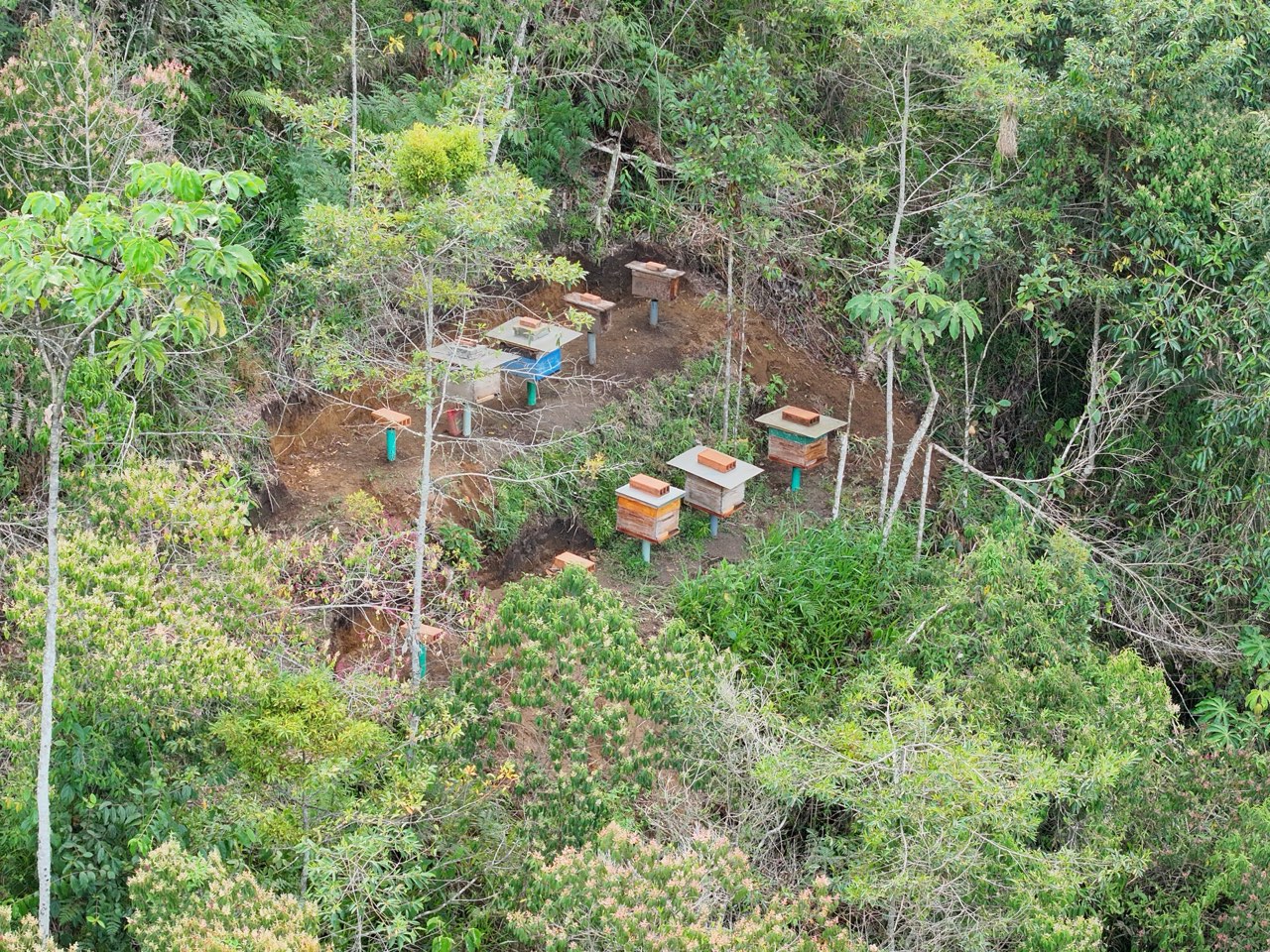 Colmenas: Abeja melífera
